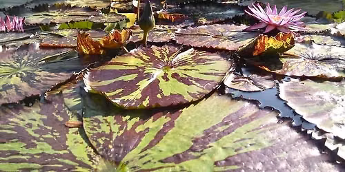 AUSTIN POND SOCIETY SHOW-AND-TELL