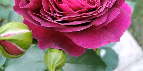 SAN DIEGO - End of Summer Rose Care with Natalie Stout, President of San Diego Rose Society