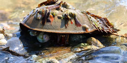 Duxbury Beach Discovery Series: Horseshoe Crabs in Duxbury Bay