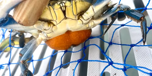 Let\u2019s Go Crabbing!