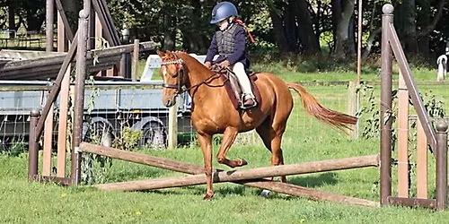 Working Hunter and Showing Show, with Novelty Classes