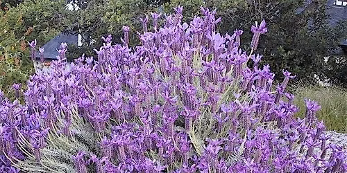All About Lavender
