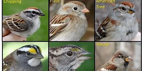 Boulware Springs Sparrow Walk