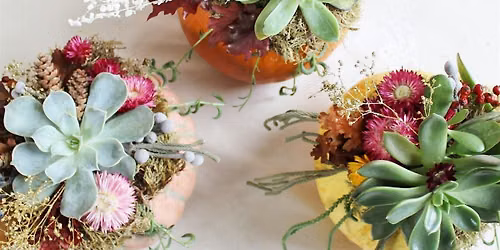 Pumpkin Succulent Centerpiece (Cambridge)