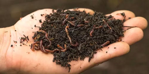 Vermicomposting- Raising Worms for Fertilizer