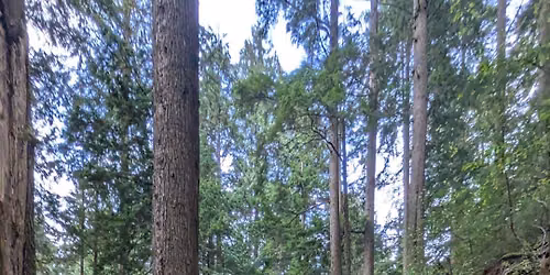 Green Necklace of Moss Forest Baden Powell to Fishermans Trail, Seymour River bridge
