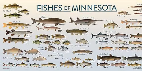 Nature Discovery Table: Fish Finder