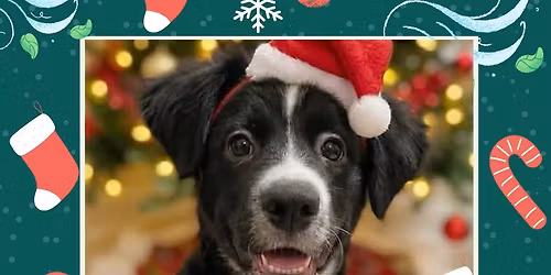 Deck the Paws with Love \u2013 Super Saturday Puppy Adoption