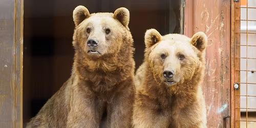 Benji and Balu: Their Rescue Story