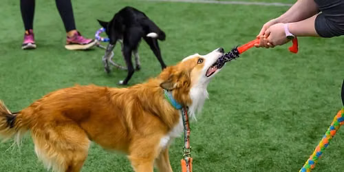 Ringside Ready: Manners for Sport Dogs