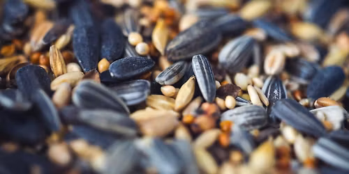 Workshop: Wild Bird Seed Wreaths