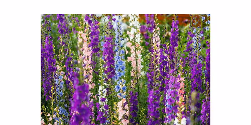 Spring Plant Sale