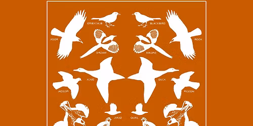 kOOL BIRDS #36 : GARAGE BLONDE \u2022 VIEUX KOKO