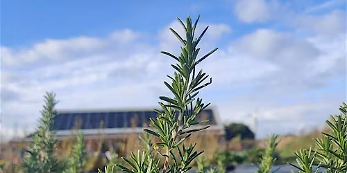 Exploring Intuitive Herbalism