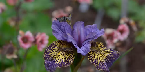 Skjeggl\u00f8se Iris - Lotta Bernler. \u00c5pent for alle!