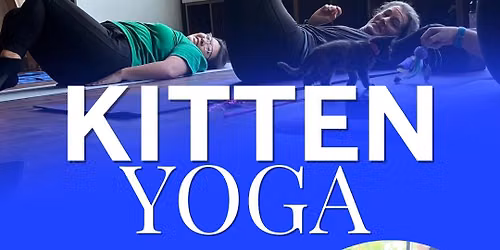 Kitten Yoga