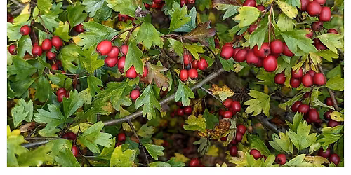 Plant Class: Hawthorn