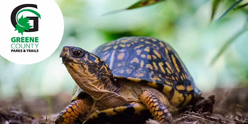 Reptile Safari