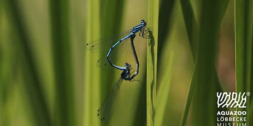 Insekten am und im Gew\u00e4sser