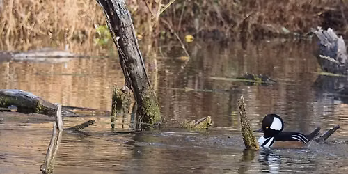 Tips, Techniques and Thoughts for Better Birding with John Lemonick 