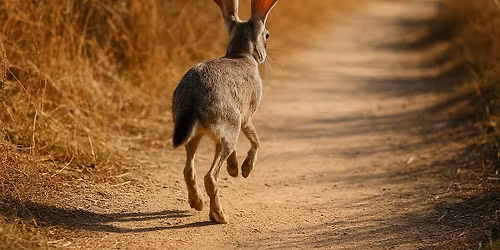 Bunny Hop Walk