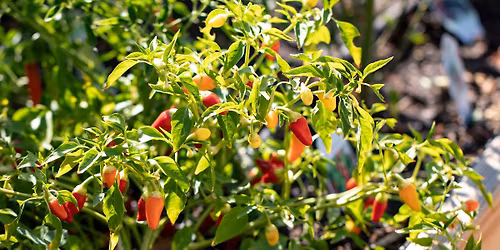 Garden Class: Peppers