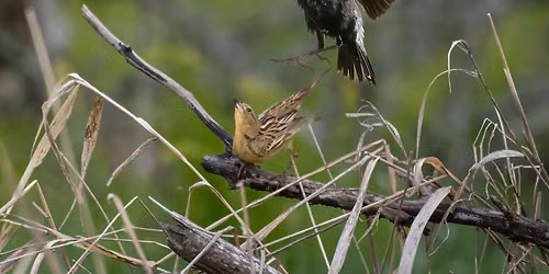 Burpee Flats\/Wilkins Field Bird Walk