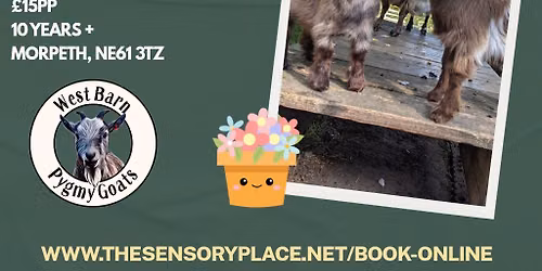 SEND West Barn Pygmy Goats Experience