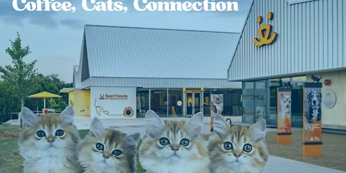 Coffee, Cats, Connection
