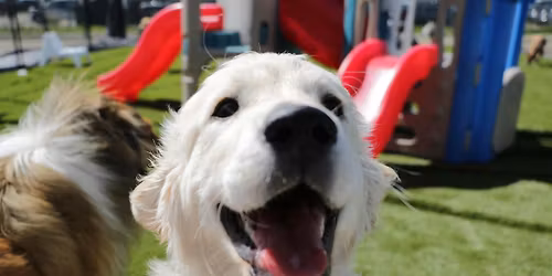 Training Class - Puppy Kindergarten