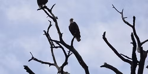 Advanced Birding Workshop