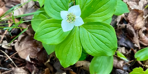 Guided Walk: Woodland Wildflower Walk