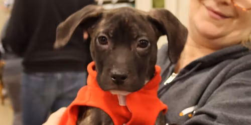 AFH ADOPTION EVENT - CHANTILLY