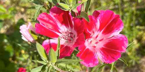 Meadow maintenance at Steamshovel Trail - Lord Hill Regional Park