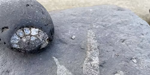 Whitby Fossil Foray