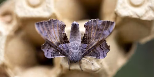 Coton Orchard Bioblitz \u2013 Moth Identification