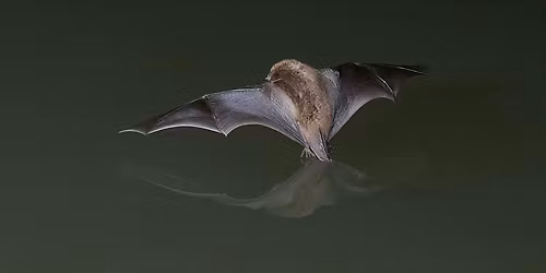 Bat Detector Building Workshop