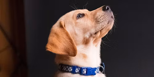 Basic Dog Training | Tractor Supply Co. Mt. Pleasant (5 week session)