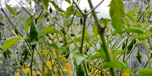 Moderne og plasseffektiv Fermentering