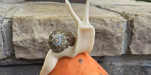 Mushroom and Snail Sculpting Workshop