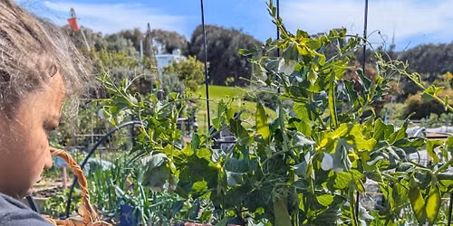 Spring seed fling: Sprouts Club garden explorers