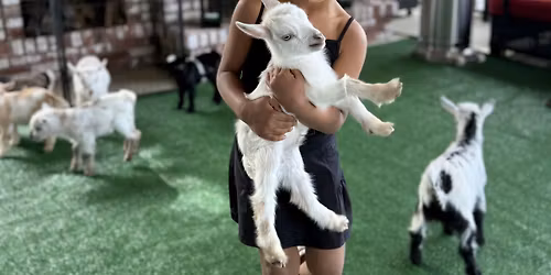 Goat Playtime on the Farm