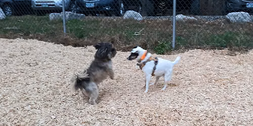 Dog Park Clean Up