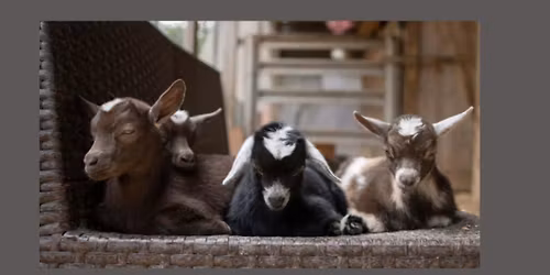 Goat Yoga with GGA Dwarf Goat Yoga