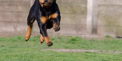 Mind Your Own Business (MYOB): Help for the highly distracted dog!