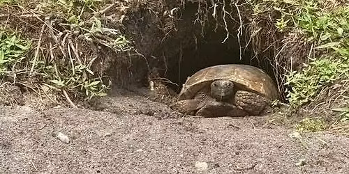 2026 Wickham Park Marathons