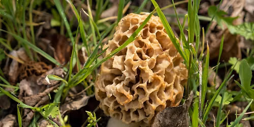 Market School: Become a Mushroom Connoisseur