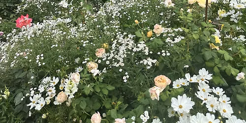 Grooms Cottage Garden Private Opening for SNCT Members