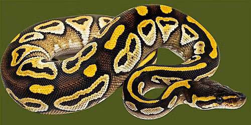 Snake Spotlight