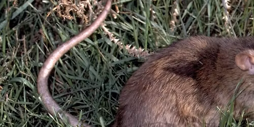 \tKeeping Varmints at Bay